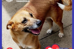 Adote-um-Amor-foto-01