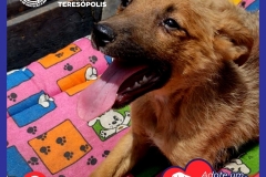 Adote-um-Amor-foto-016
