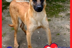Adote-um-Amor-foto-017