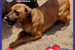 Adote-um-Amor-foto-07