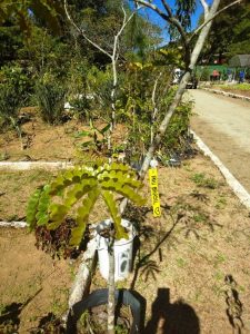 Uma das mudas de pau-brasil do Horto Municipal que será plantada no Dia da Terra