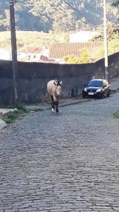 Animal é apreendido em via pública em Teresópolis