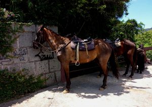 Aluguel de cavalos para passeio é proibido pela Prefeitura
