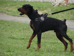 Evento de treinamento de cães das forças de segurança