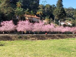 Cantinho das Cerejeiras na Posse em Teresópolis encantam público Cantinho das Cerejeiras na Posse em Teresópolis encantam público